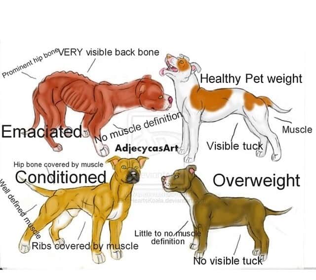 Nutrition & Diet BulletProof Pitbulls trainer breeder