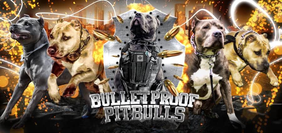 Home - BulletProof Pitbulls trainer breeder