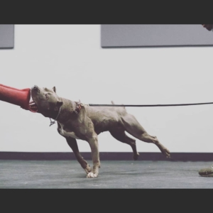 dog bite
