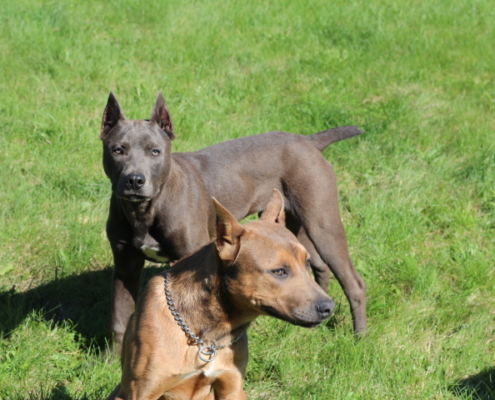 dog img